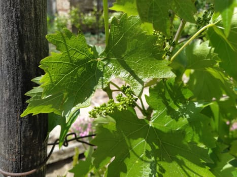 ovary grapes on a background of leaves