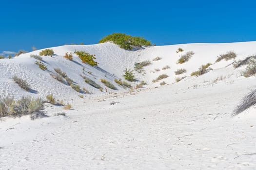 White Sands and Green Plants in White Sands National Park in New Mexico