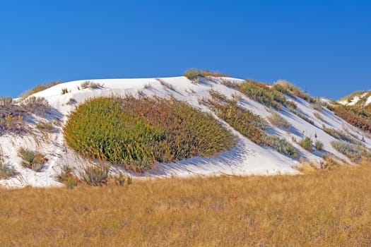 Desert Plants Holding Onto the Dunes in White Sands National Park in New Mexico