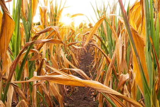 Parched corn field during 2022 hot and dry summer