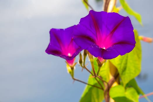 Ipomoea purpurea (Purple morning glory) flowers over a blue background