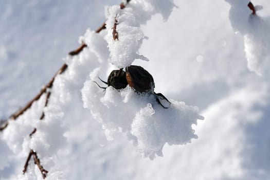 rose hips covered with snow in fine weather