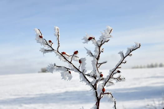 rose hips covered with snow in fine weather