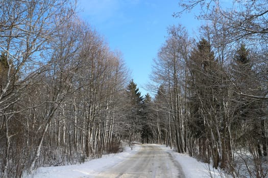 road in the forest stretching into the distance is covered with snow, winter landscape