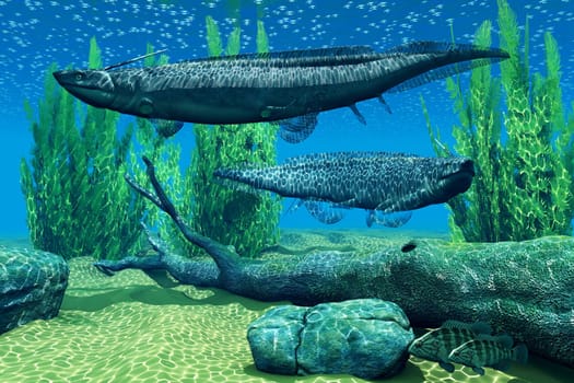 Xenacanthus was a carnivorous marine shark that lived in Devonian and Triassic Period seas.