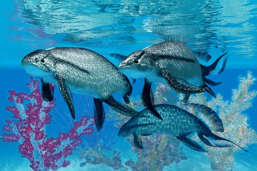 Scaumenacia was a primitive jawless fish that lived in the oceans of the Devonian Period.