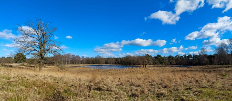 Panorama view on Kalmthout Heath - De Zoom landscape in Flanders, Belgium