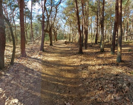 Forest in nature park Kalmthout Heath - De Zoom nature reserve.
