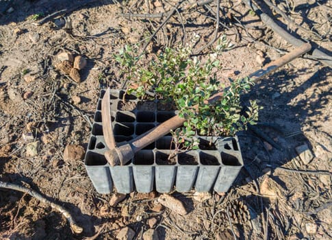 Hoe over sapling seedling tray. Restocking of former forests destroyed by a wildfire