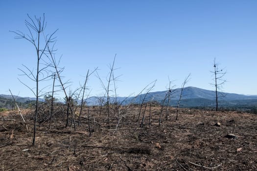 Charred landscape with some young pine trees standing. Former forest destroyed by wildfire