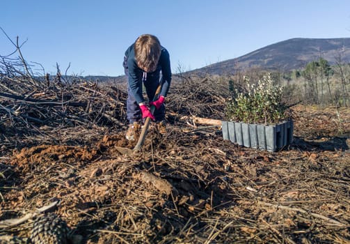 Child boy planting a holm oak rootball. He is digging a pit with a hoe