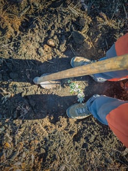 Mature man reforesting on burned soil. Restocking forests destroyed by a wildfire