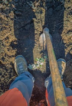 Mature man reforesting on burned soil. Restocking forests destroyed by a wildfire