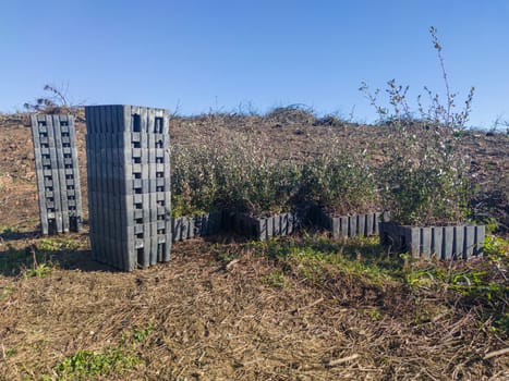 Piled sapling seedling trays with rootballs. Restocking of former forests destroyed by a wildfire