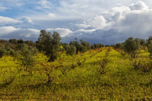 Olive trees in the fields of Extremadura near Caceres in Spain