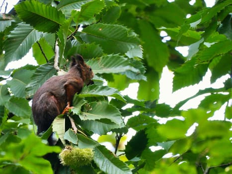 Red brown squirrel in tree between green leaves. Rodent from the wild. Animal photo from nature