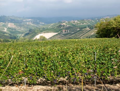 Langhe vineyards near Barolo Unesco Site, Piedmont, Italy