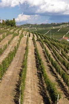 Langhe vineyards near Barolo Unesco Site, Piedmont, Italy