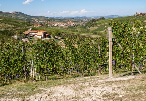 Langhe vineyards near Barolo Unesco Site, Piedmont, Italy