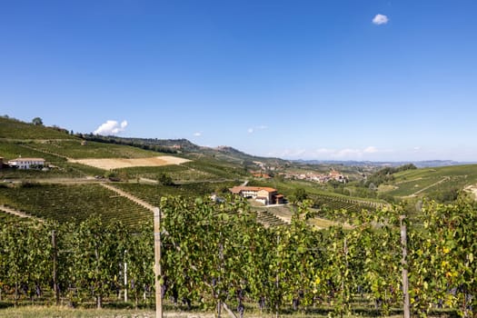 Langhe vineyards near Barolo Unesco Site, Piedmont, Italy