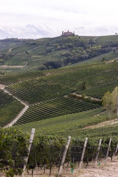 Langhe vineyards near Barolo and La Morra, Unesco Site, Piedmont, Italy