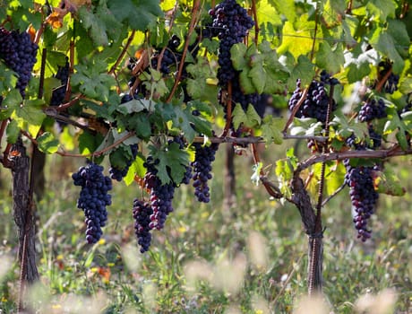 Beautiful bunch of black nebbiolo grapes with green leaves in the vineyards of Barolo, Piemonte, Langhe wine district and Unesco heritage, Italy