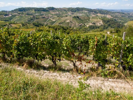 Langhe vineyards near Barolo Unesco Site, Piedmont, Italy
