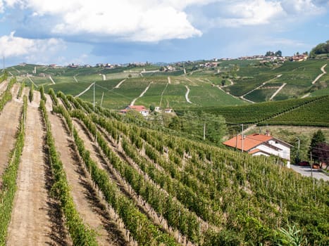 Langhe vineyards near Barolo Unesco Site, Piedmont, Italy