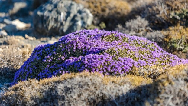 Blooming thyme in the mountains Crete, Greece. Thymus capitatus, woody perennial native to mountains of Crete, more commonly known as conehead thyme, Persian-hyssop, Spanish oregano, Thymbra capitata.