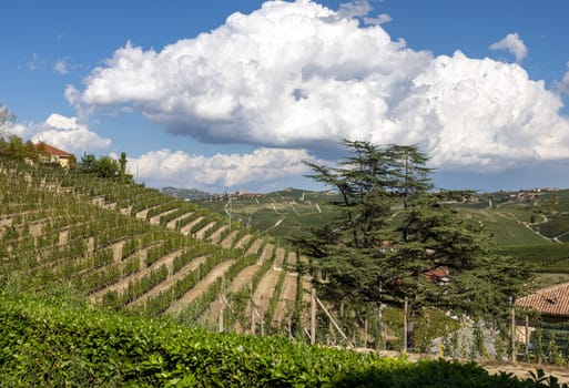 Langhe vineyards near Barolo Unesco Site, Piedmont, Italy