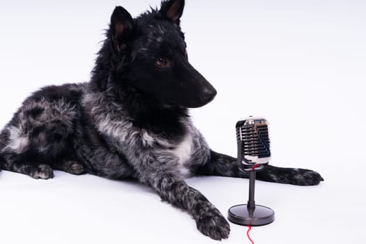 Beatiful mudi dog singing into microphone in studio ehite background
