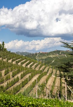 Langhe vineyards near Barolo Unesco Site, Piedmont, Italy