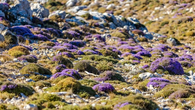 Blooming thyme in the mountains Crete, Greece. Thymus capitatus, woody perennial native to mountains of Crete, more commonly known as conehead thyme, Persian-hyssop, Spanish oregano, Thymbra capitata.