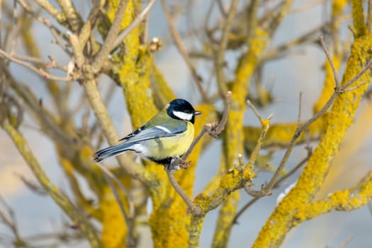 Common european bird Eurasian blue tit (Cyanistes caeruleus) in the winter nature perched on tree branch. Czech Republic wildlife