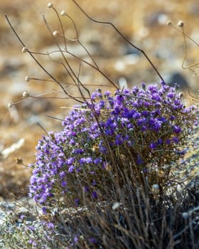 Blooming thyme in the mountains Crete, Greece. Thymus capitatus, woody perennial native to mountains of Crete, more commonly known as conehead thyme, Persian-hyssop, Spanish oregano, Thymbra capitata.