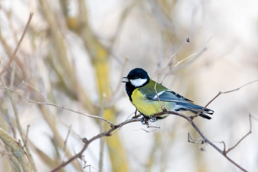Common european bird Eurasian blue tit (Cyanistes caeruleus) in the winter nature perched on tree branch. Czech Republic wildlife