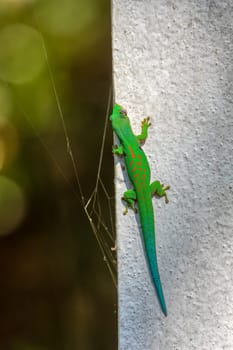 Phelsuma quadriocellata is a species of gecko known by the common name peacock day gecko, Endemic lizard in Ranomafana National Park. Madagascar wildlife animal.