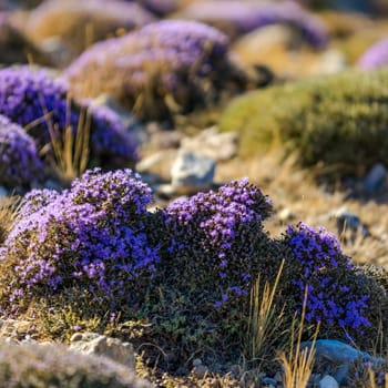 Blooming thyme in the mountains Crete, Greece. Thymus capitatus, woody perennial native to mountains of Crete, more commonly known as conehead thyme, Persian-hyssop, Spanish oregano, Thymbra capitata.