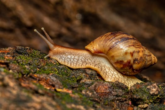 Giant African Land Snail , Achatina fulica (Lissachatina fulica) species of large land snail in subfamily Achatininae of the family Achatinidae. Tsingy de Bemaraha. Madagascar wildlife animal.