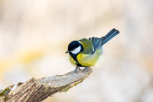 Common european bird Eurasian blue tit (Cyanistes caeruleus) in the winter nature perched on tree branch. Czech Republic wildlife