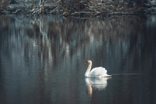 Wild bird mute swan male (Cygnus olor) swim in spring on pond, Czech Republic Europe wildlife