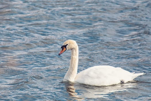 Wild bird mute swan male (Cygnus olor) swim in spring on pond, Czech Republic Europe wildlife