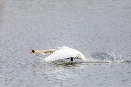 Wild bird mute swan (Cygnus olor) flying in winter on snowy landscape, Czech Republic Europe wildlife