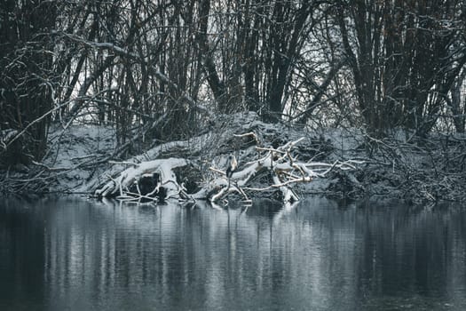 grey Heron, (Ardea cinerea). Moody winter pond landscape. Czech Republic wildlife