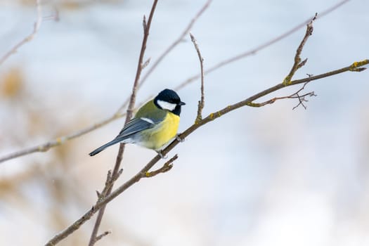 Common european bird Eurasian blue tit (Cyanistes caeruleus) in the winter nature perched on tree branch. Czech Republic wildlife