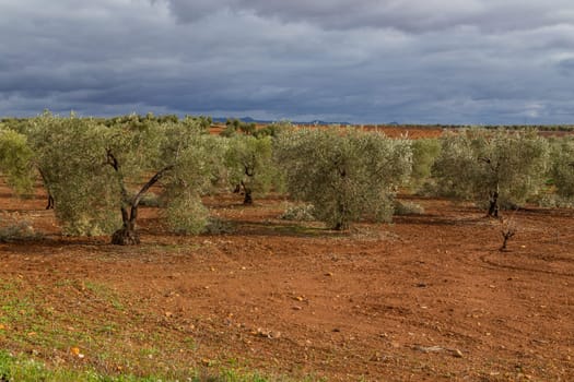 Olive trees in the fields of Extremadura near Caceres in Spain