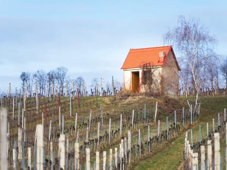 Small hut at a vineyard in middle burgenland austria