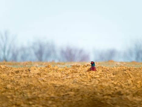 Hide and seek with a male pheasant rooster on a field