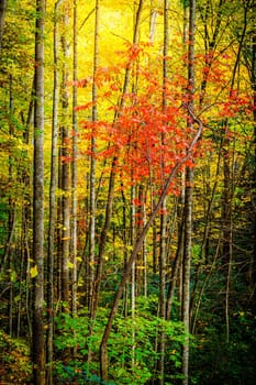 Colorful fall foliage in a forest near Asheville, North Carolina
