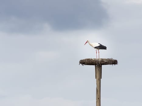 Stork in his nest on a pole